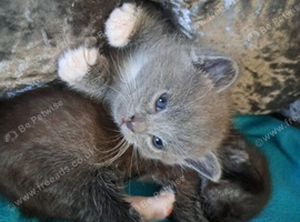 3 Ragdoll X Kittens. Looking for there forever homes