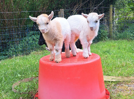 Pedigree pygmy wethers