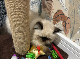 Himalayan beautiful Persian kitten boy