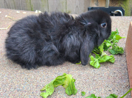 Baby rabbits ready now