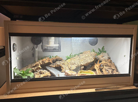 Leopard Gecko + Viv