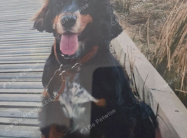 Proven Cocker spaniel to stud