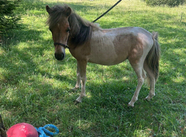 Handsome charming shetland colt