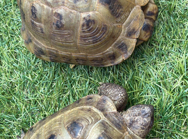 Horsfield tortoises looking for loving new home