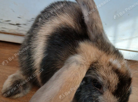 Baby Bunnies for sale
