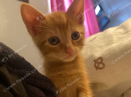 3 boy pure ginger kittens