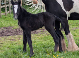 Connemara x cob