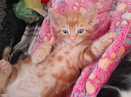 Two little boy fur babies 13 weeks old ,