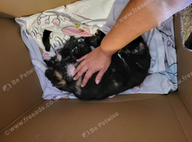 Mixed-syberian-british tabby girls