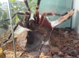 Mature male Brazilian red and white bird eater