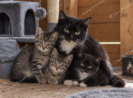 Adorable litter of kittens