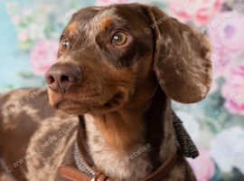 Handsome Dapple Standard Dachshund for Stud