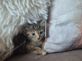 Maine coon x kitten