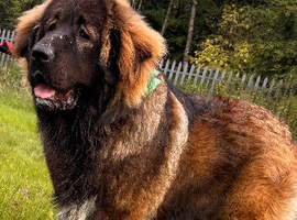 18month Caucasian shepherd