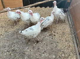 6 Royal Palm Turkey Poults