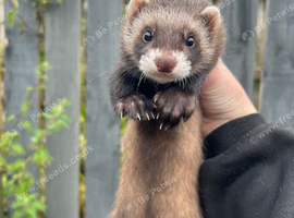 Male for sale 9 weeks