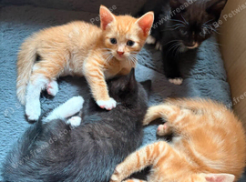 5 kittens for sale