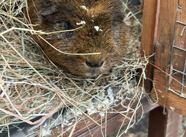 Guinea pig