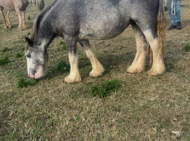 Tgca filly born 20/05/2024