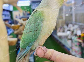 Cinnamon Conures Hand reared