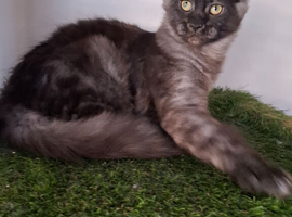 Pedigree Maine Coon kittens
