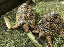 Male Leopard tortoises 8 years old.