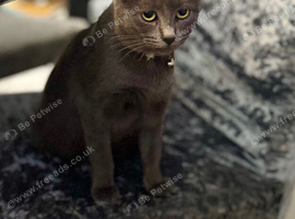 Russian blue cat