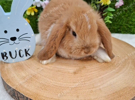 Gorgeous mini lops for sale