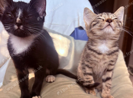 Kittens for sale