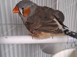 Young Zebra Finches