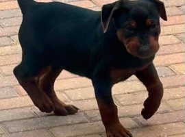 Chinese red dog pup