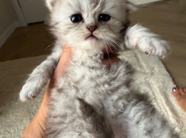 2 silver British shorthair kittens
