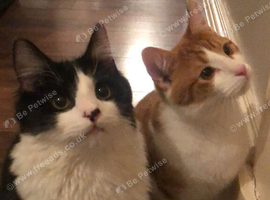 Two 5yo brothers need rehomed