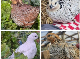 Bobwhite quail hatching eggs & live birds