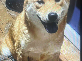 Shiba Inu cross chow chow
