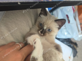 Ragdoll kittens for sale