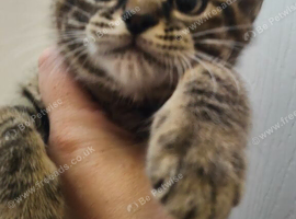 Kitten boy available