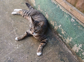 11months tabby boy