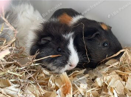 2 baby boy guinea pigs