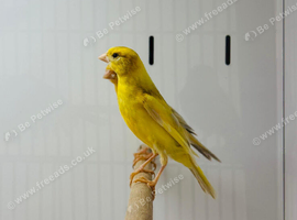Canaries