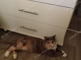 Cat for sale