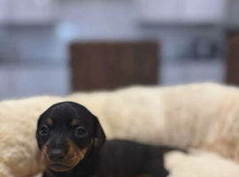 Miniature dashounds