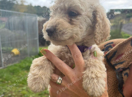 Doodles looking new homes