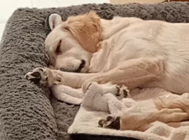 11 month old Golden Retriever Ruby