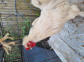 Pair of silky cockeral and bentum hen white