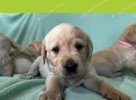 Gorgeous Goldador Puppies