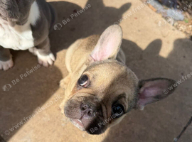 French bulldog