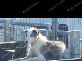 Male lurcher