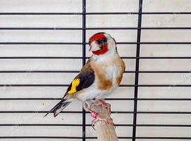 One goldfinch female for sale