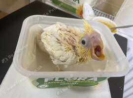Lesser Sulphur Crested Cockatoo